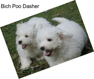 Bich Poo Dasher