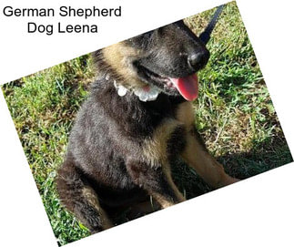 German Shepherd Dog Leena