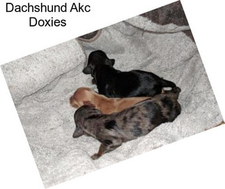 Dachshund Akc Doxies