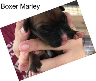 Boxer Marley