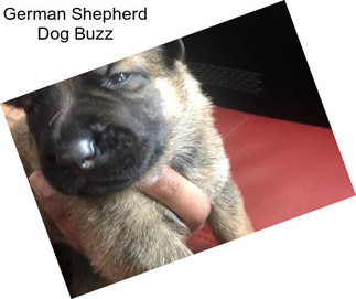 German Shepherd Dog Buzz