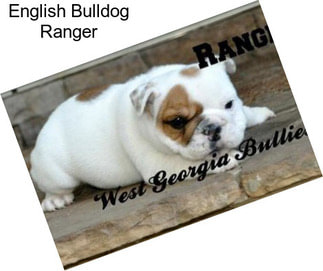 English Bulldog Ranger