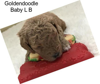 Goldendoodle Baby L B