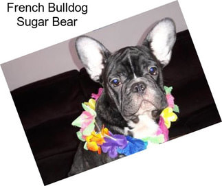 French Bulldog Sugar Bear