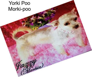 Yorki Poo Morki-poo