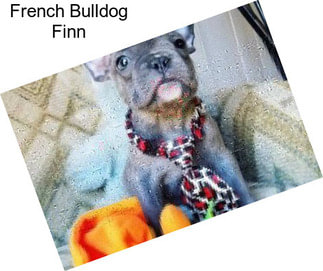 French Bulldog Finn