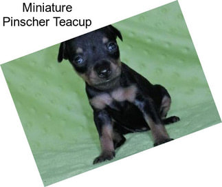 Miniature Pinscher Teacup