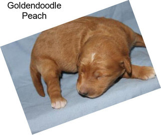 Goldendoodle Peach