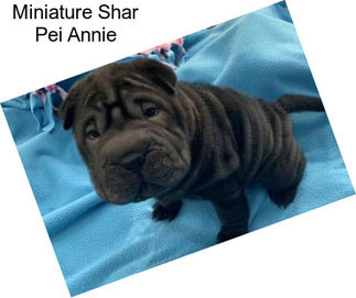 Miniature Shar Pei Annie