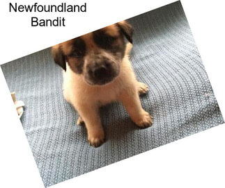 Newfoundland Bandit