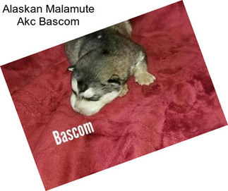 Alaskan Malamute Akc Bascom