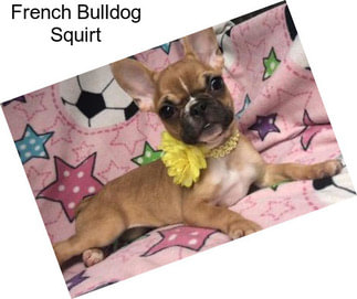 French Bulldog Squirt