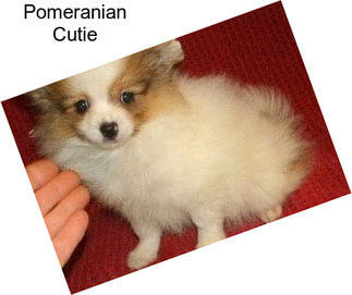 Pomeranian Cutie