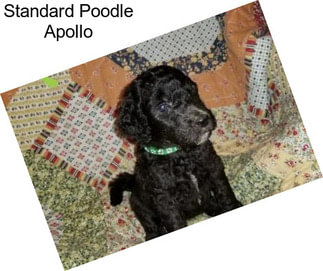 Standard Poodle Apollo