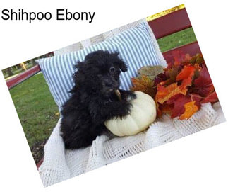 Shihpoo Ebony