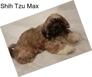 Shih Tzu Max