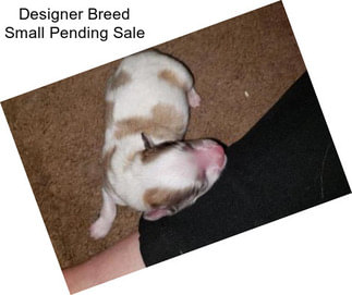 Designer Breed Small Pending Sale