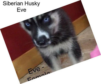 Siberian Husky Eve