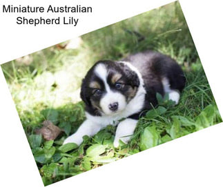 Miniature Australian Shepherd Lily