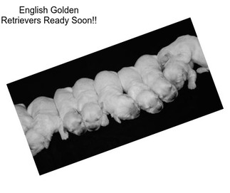 English Golden Retrievers Ready Soon!!