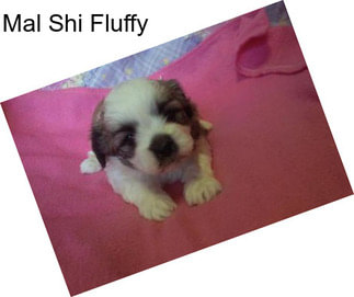 Mal Shi Fluffy