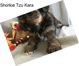 Shorkie Tzu Kara