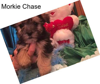 Morkie Chase