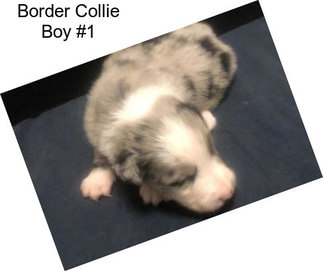 Border Collie Boy #1