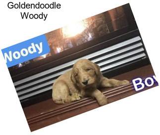 Goldendoodle Woody