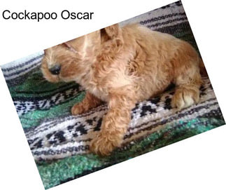 Cockapoo Oscar