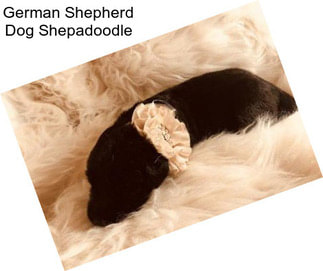 German Shepherd Dog Shepadoodle