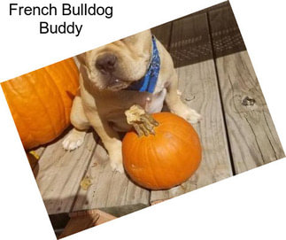 French Bulldog Buddy