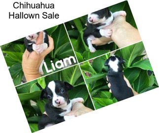 Chihuahua Hallown Sale