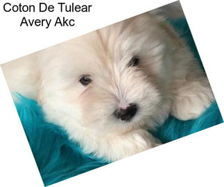 Coton De Tulear Avery Akc