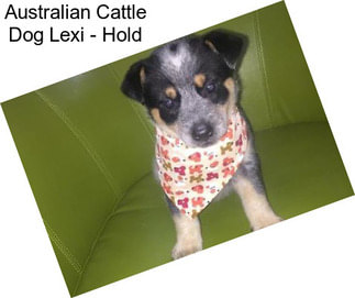 Australian Cattle Dog Lexi - Hold