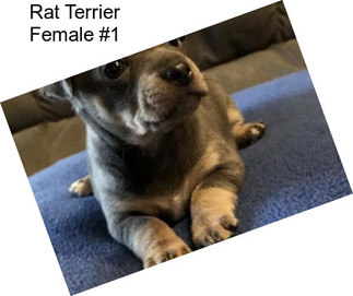 Rat Terrier Female #1