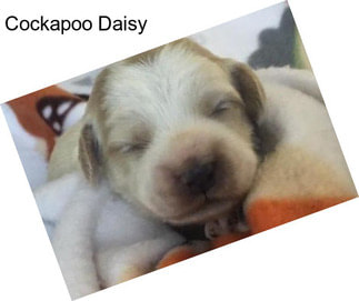 Cockapoo Daisy