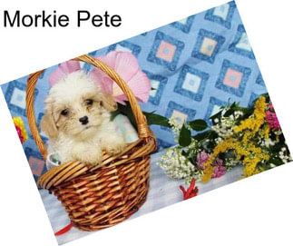 Morkie Pete