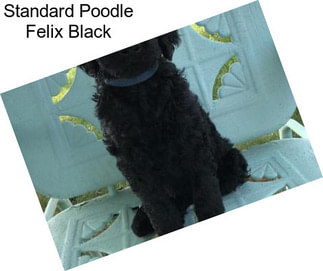 Standard Poodle Felix Black