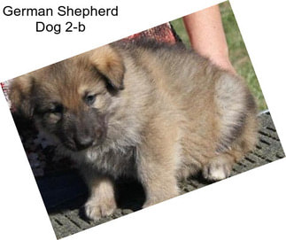 German Shepherd Dog 2-b