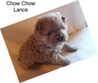 Chow Chow Lance