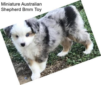 Miniature Australian Shepherd Bmm Toy