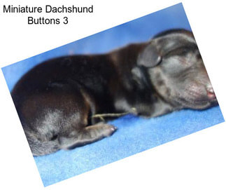 Miniature Dachshund Buttons 3