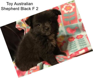 Toy Australian Shepherd Black F 2