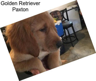 Golden Retriever Paxton