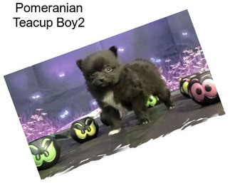Pomeranian Teacup Boy2