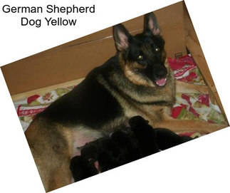 German Shepherd Dog Yellow