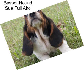 Basset Hound Sue Full Akc