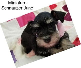 Miniature Schnauzer June