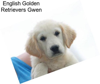 English Golden Retrievers Gwen